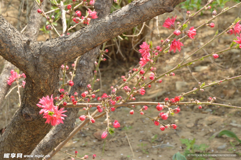 菊花桃