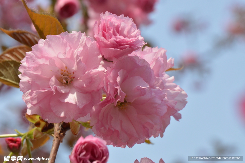 关山樱花