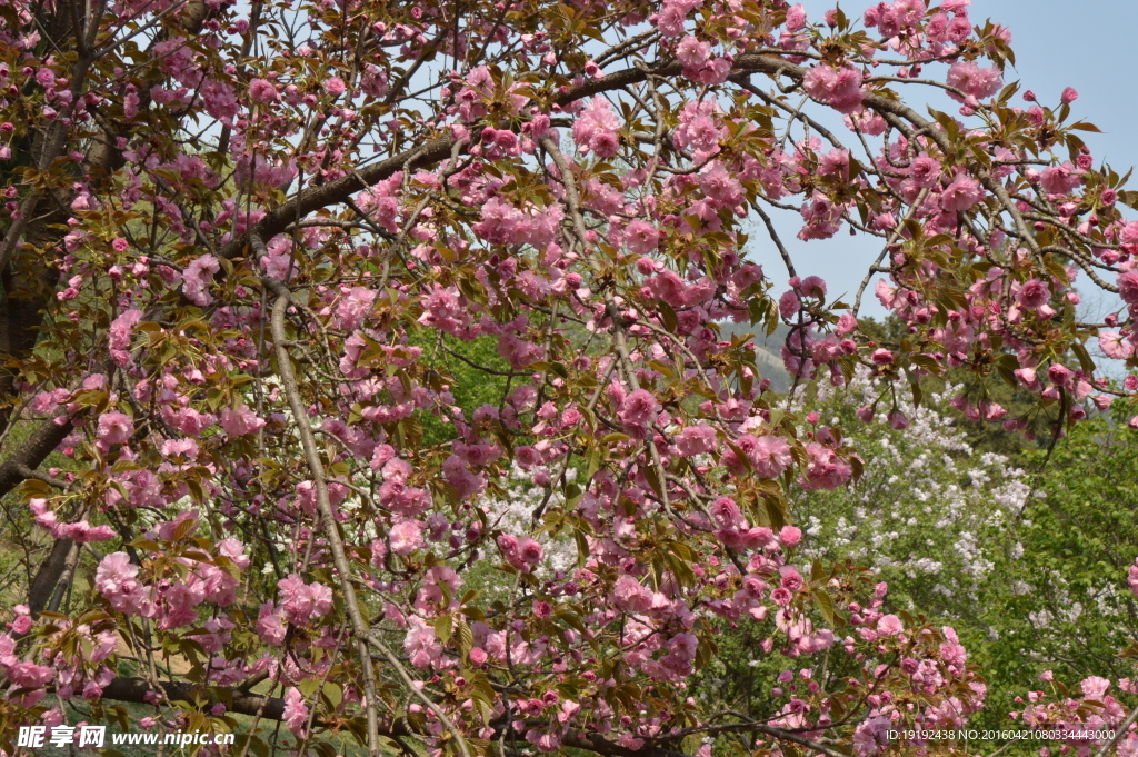 关山樱花
