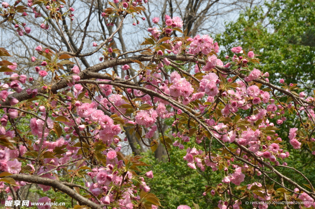 关山樱花
