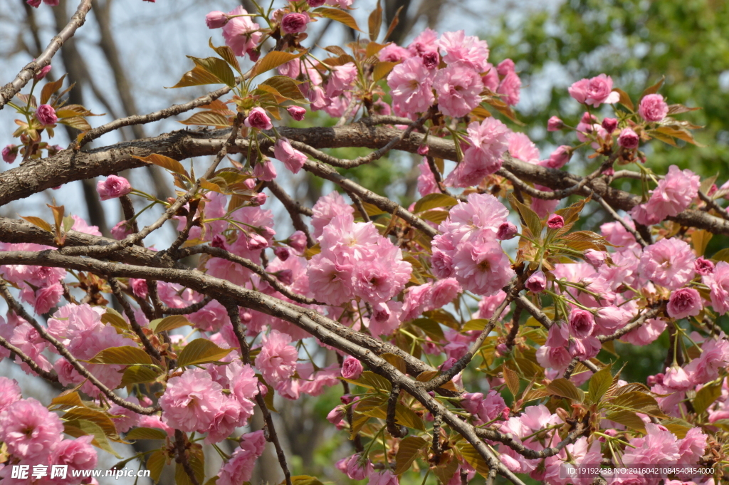 关山樱花