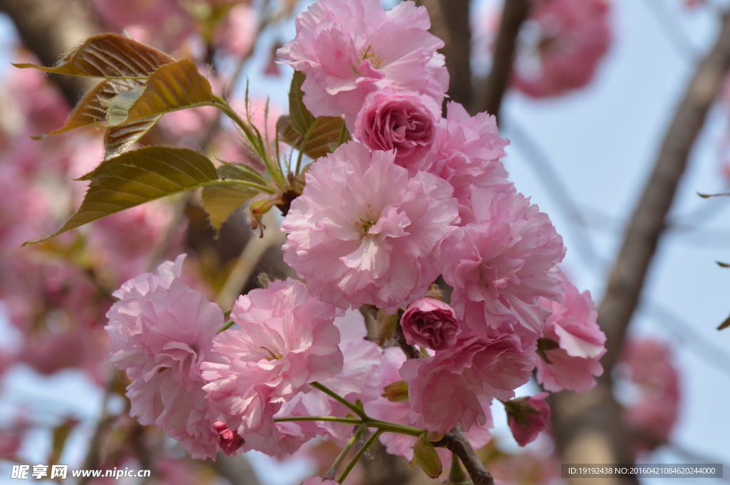 关山樱花