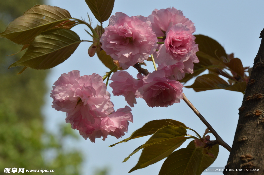 关山樱花
