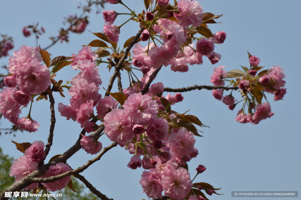 关山樱花