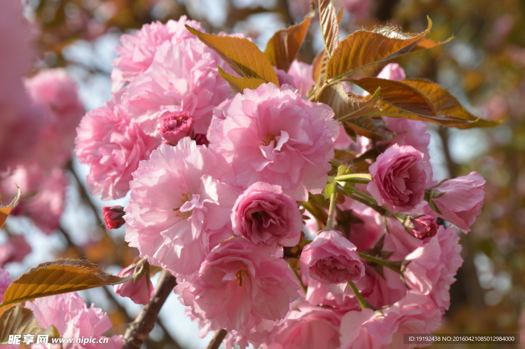 关山樱花