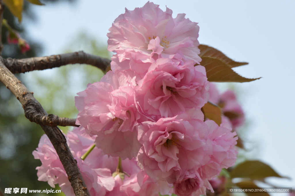 关山樱花