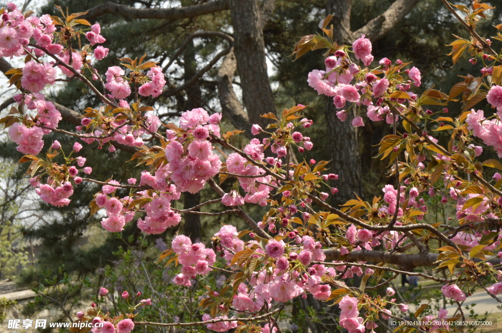 关山樱花