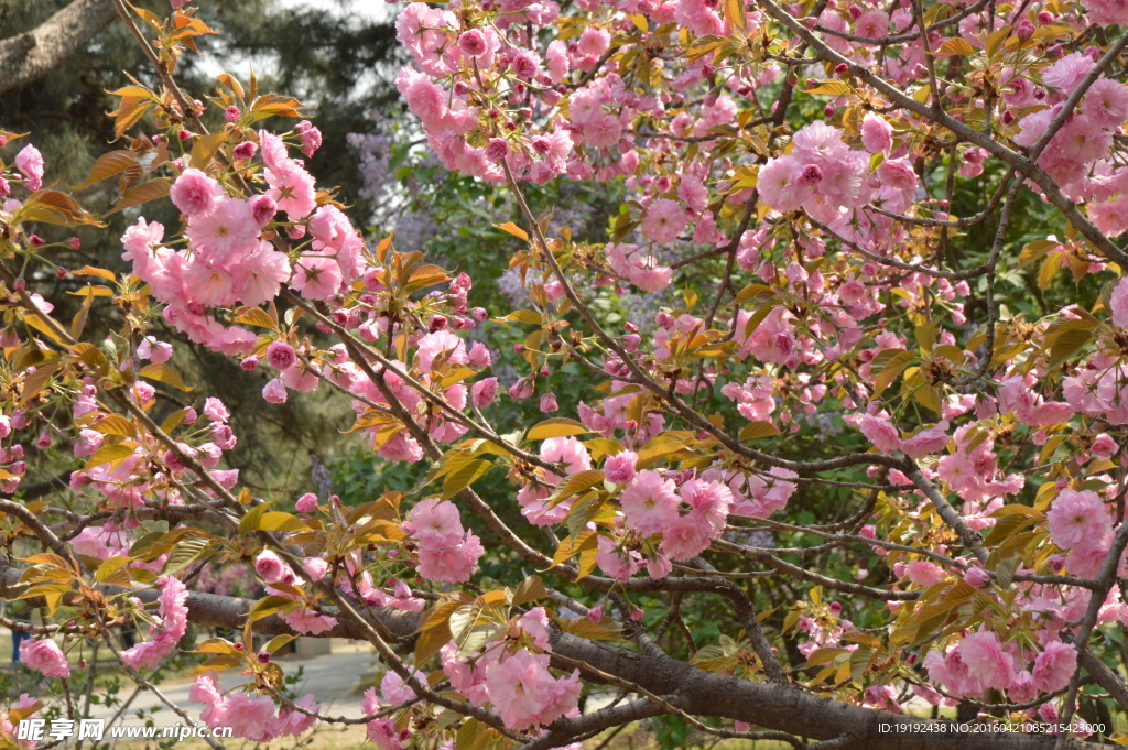 关山樱花