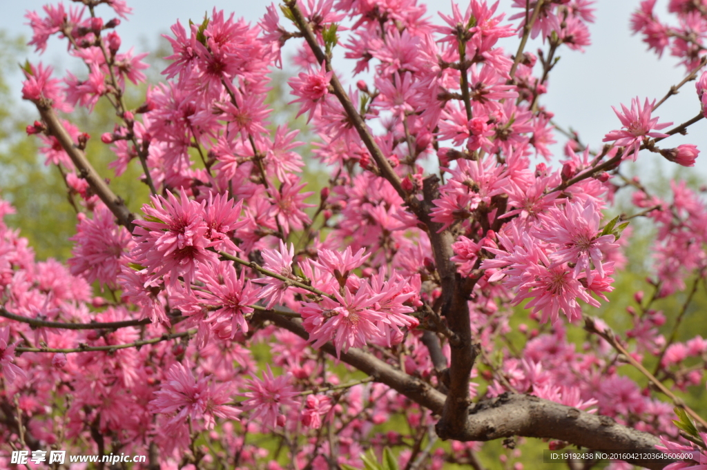 菊花桃