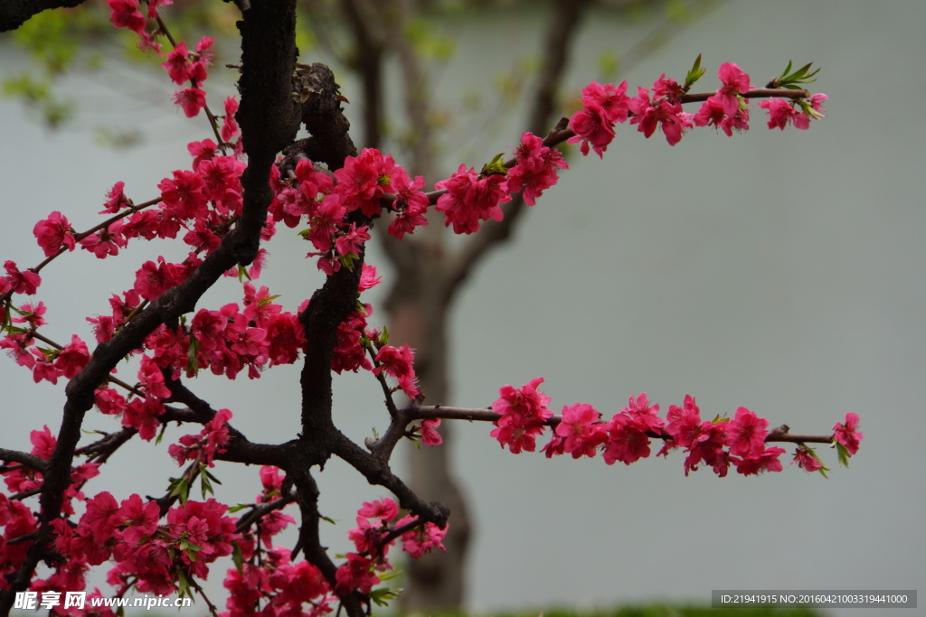 红叶碧桃花