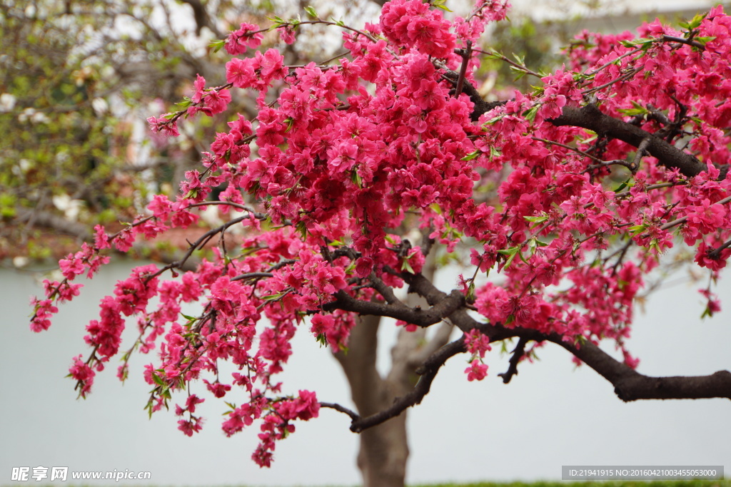 红叶桃花