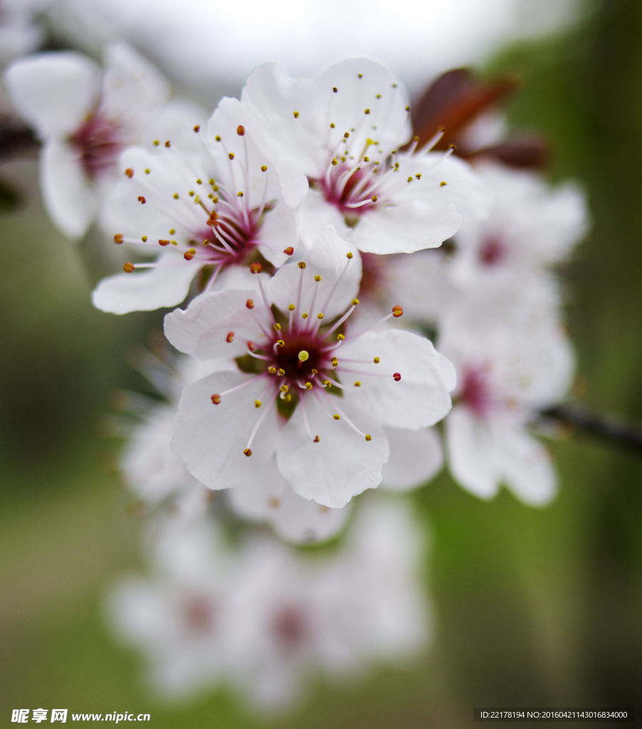 桃花