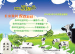 有机鲜奶吧宣传彩色单页
