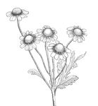 甘菊雅洁素描素材