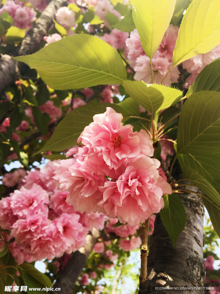 樱花