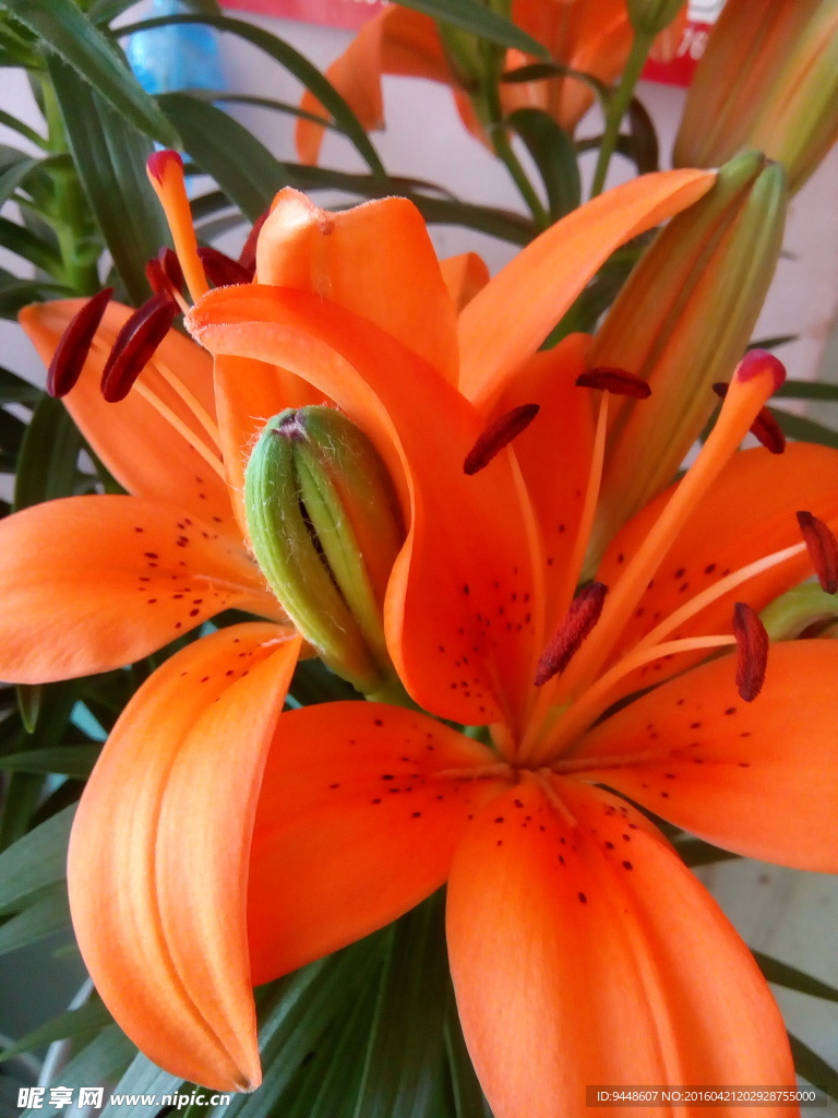 百合花