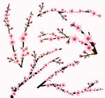 粉色樱花枝