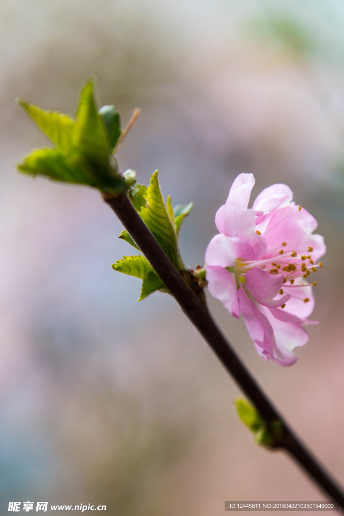 桃花