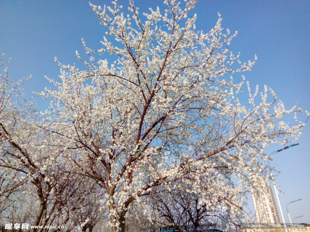 春天 樱花