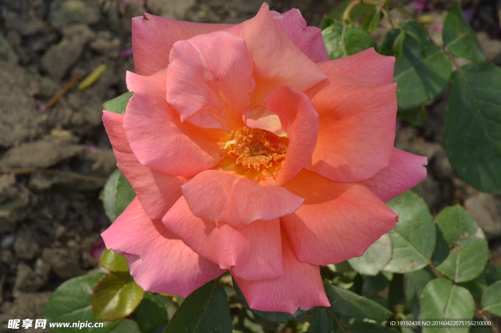 月季花