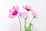 粉色菊花花卉