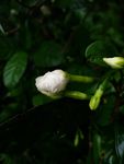 雨后栀子花苞