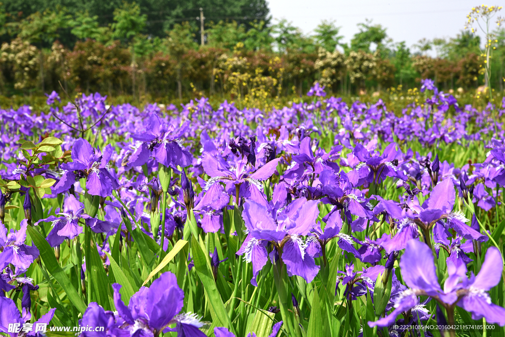 鸢尾草花