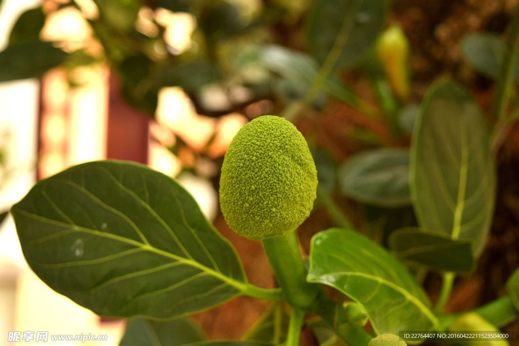 大树菠萝