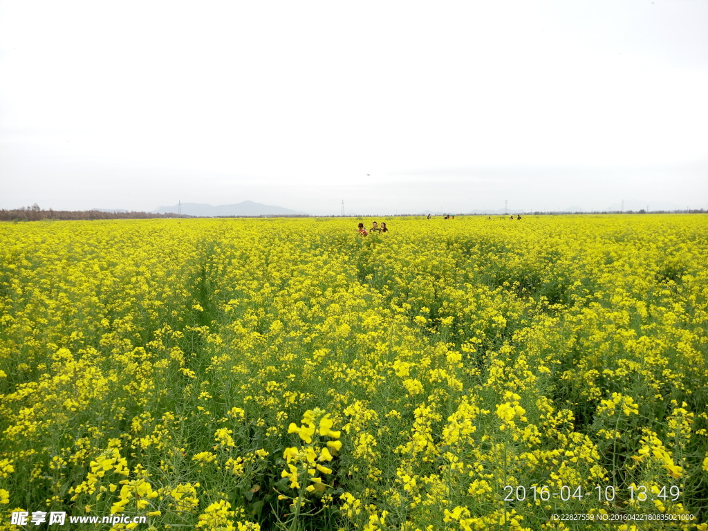油菜花