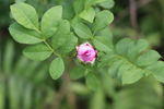刺梨花蕾