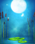 梦幻月下荷塘美景