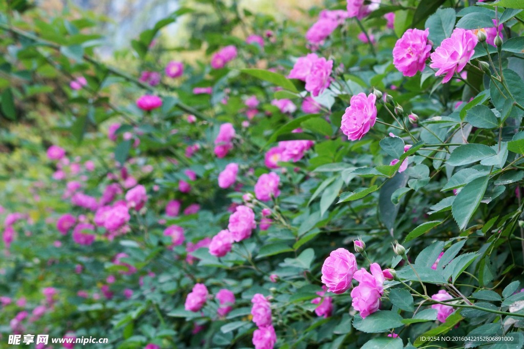 月季花