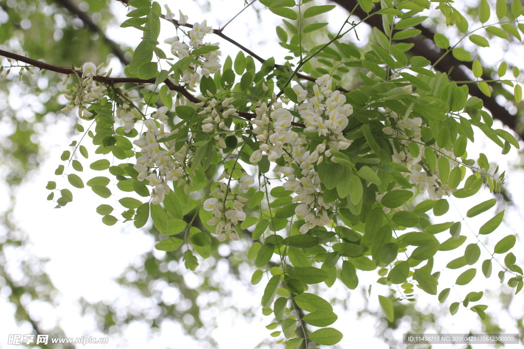 槐花
