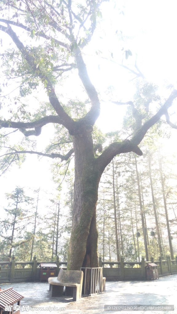 清水岩树木