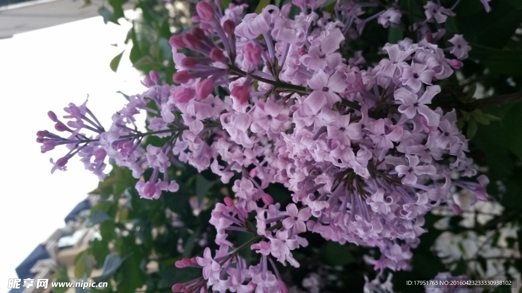 丁香花