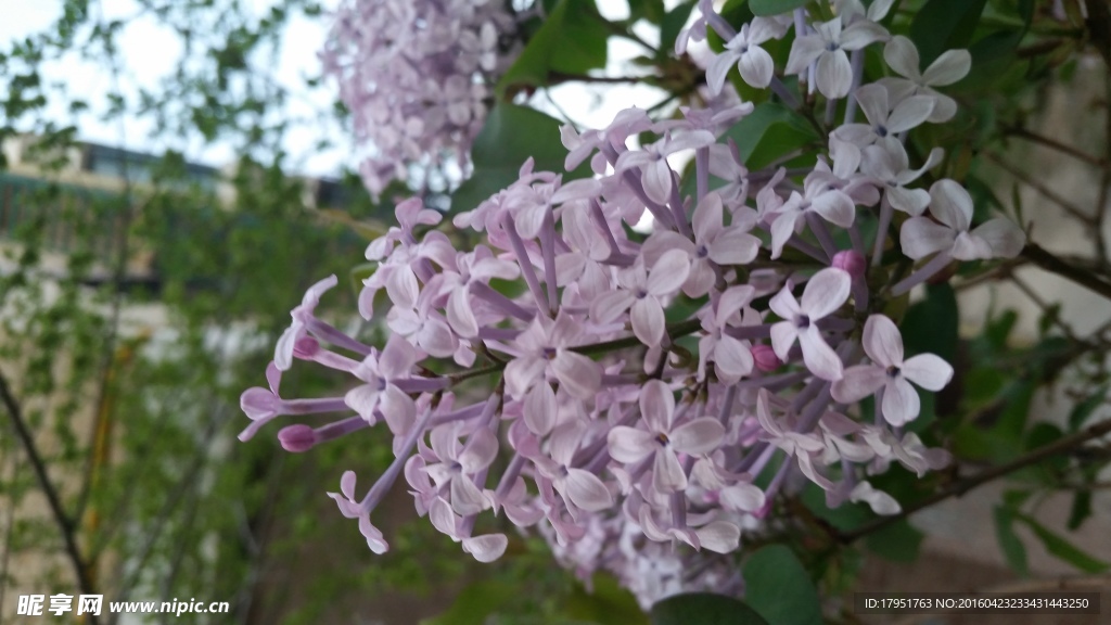 丁香花