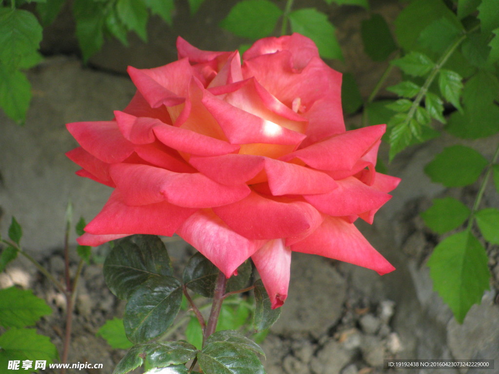 月季花