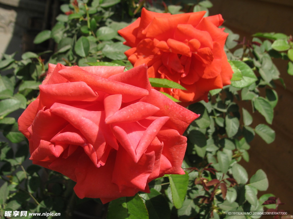 月季花