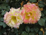 月季花