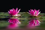 莲花