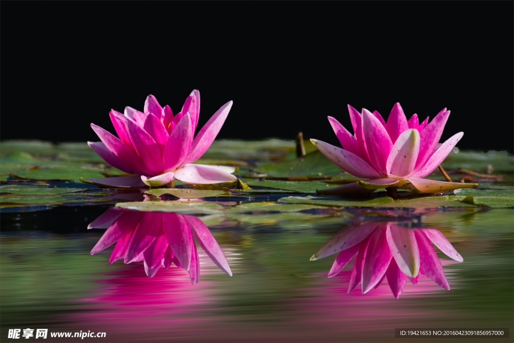 莲花