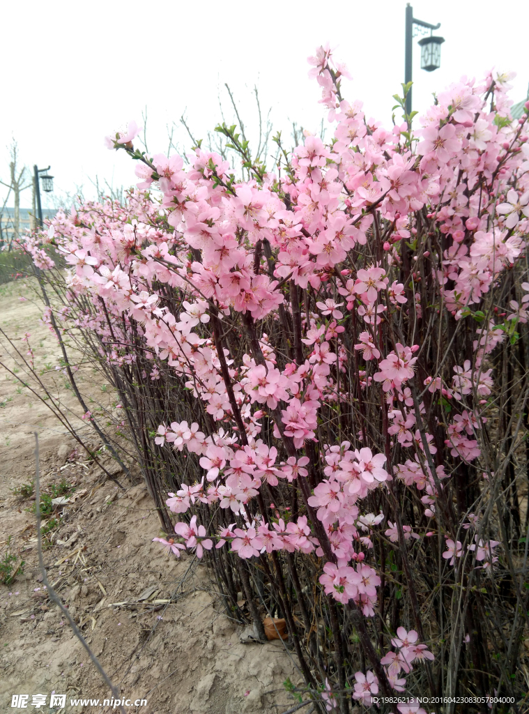 红花 花朵 桃花