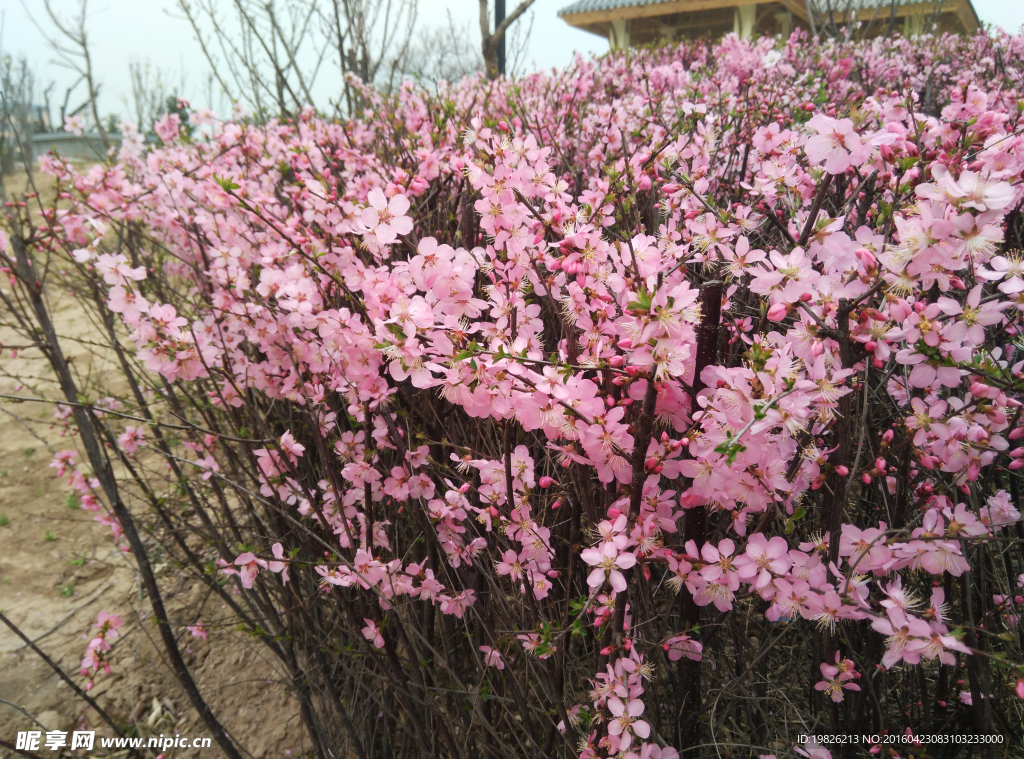 红花 花朵