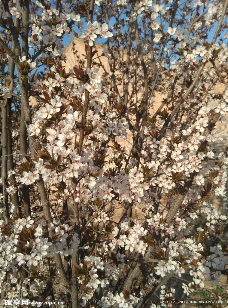 白色的花  花朵