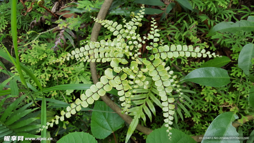 野生蕨类植物