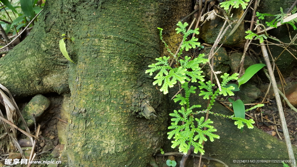 绿色植物小品