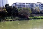 城市河流