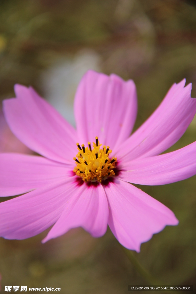 格桑花
