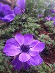 块茎银莲花