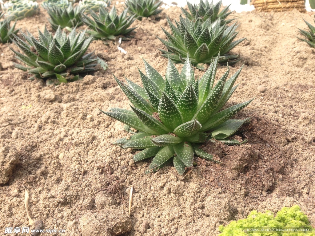 多肉植物